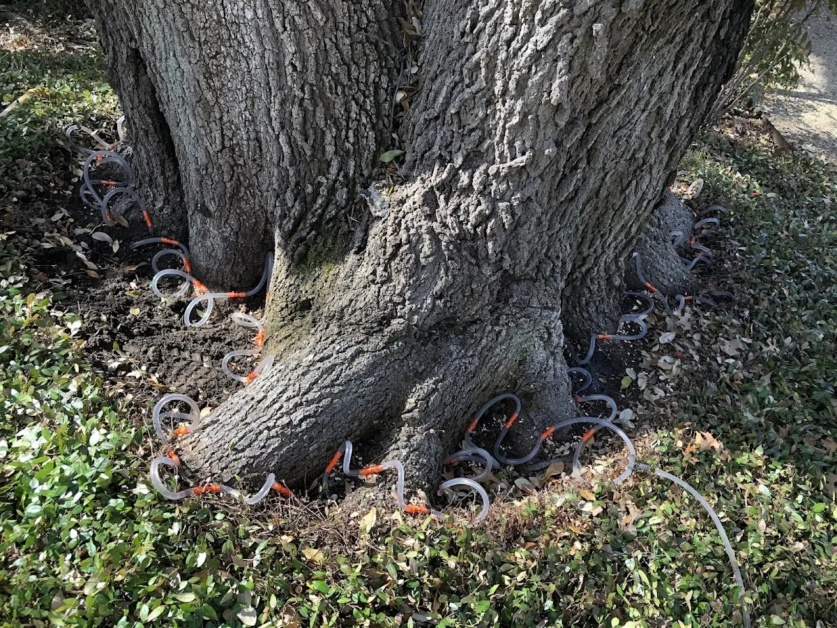 Detailed Tree Cabling and Bracing job site in Horatio